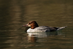 David Plant Photography - Wildlife Photography - Goosander - B